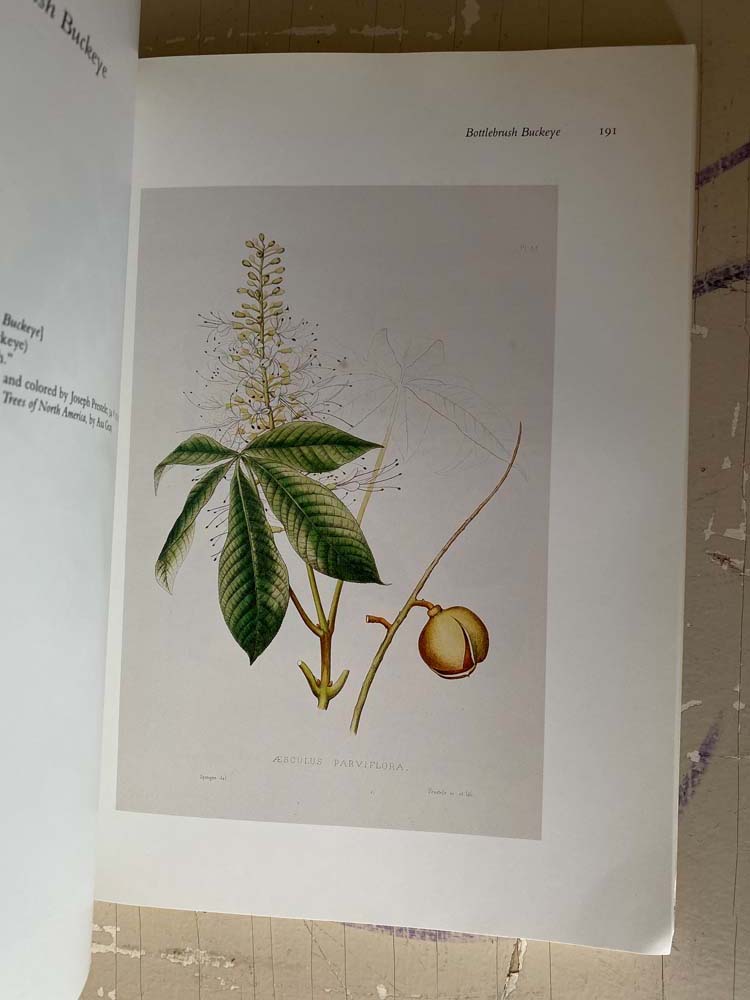 drawn from nature: the botanical art of joseph prestele and his sons by charles van ravenswaay